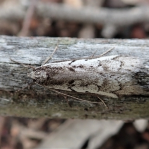 Philobota stella at Cook, ACT - 20 Sep 2021 12:13 PM