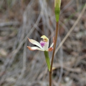 Caladenia ustulata at Aranda, ACT - 20 Sep 2021