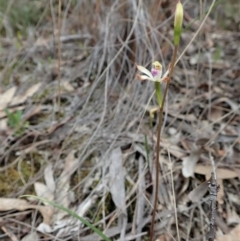 Caladenia ustulata at Aranda, ACT - suppressed