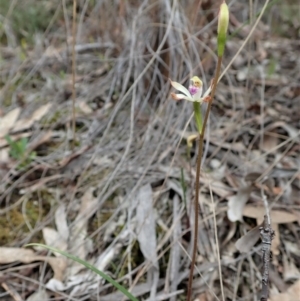 Caladenia ustulata at Aranda, ACT - 20 Sep 2021