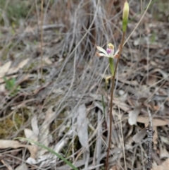 Caladenia ustulata at Aranda, ACT - 20 Sep 2021
