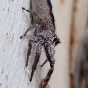 Sandalodes superbus at Holt, ACT - 23 Sep 2021 04:36 PM