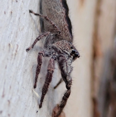 Sandalodes superbus (Ludicra Jumping Spider) at Holt, ACT - 23 Sep 2021 by CathB