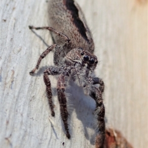 Sandalodes superbus at Holt, ACT - 23 Sep 2021 04:36 PM