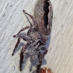 Sandalodes superbus at Holt, ACT - 23 Sep 2021 04:36 PM