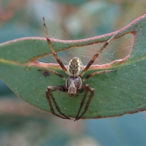 Salsa fuliginata at Aranda, ACT - 21 Sep 2021 04:16 PM