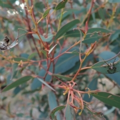 Salsa fuliginata at Aranda, ACT - 21 Sep 2021 04:16 PM