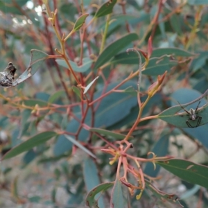 Salsa fuliginata at Aranda, ACT - 21 Sep 2021 04:16 PM