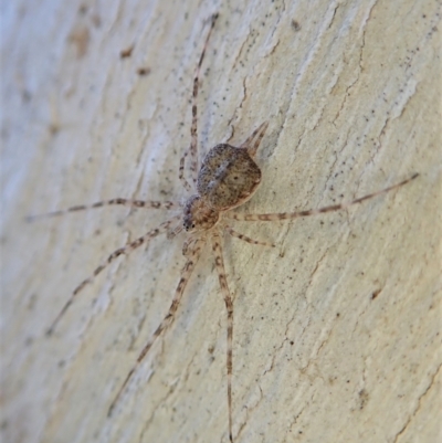 Tamopsis sp. (genus) (Two-tailed spider) at Aranda Bushland - 23 Sep 2021 by CathB