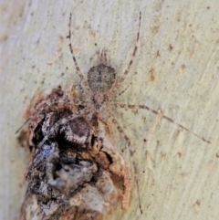 Tamopsis sp. (genus) at Holt, ACT - 23 Sep 2021 04:59 PM