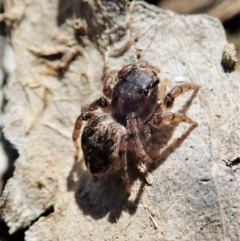 Unidentified Jumping or peacock spider (Salticidae) at Aranda, ACT - 25 Sep 2021 by CathB