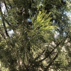 Exocarpos cupressiformis at Farrer, ACT - 26 Sep 2021