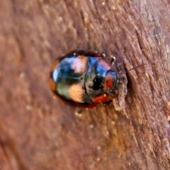 Paropsisterna beata (Blessed Leaf Beetle) at Red Hill Nature Reserve - 25 Sep 2021 by LisaH