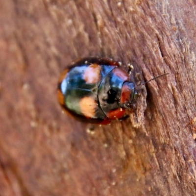 Paropsisterna beata (Blessed Leaf Beetle) at Hughes, ACT - 25 Sep 2021 by LisaH