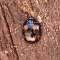 Paropsisterna beata at Hughes, ACT - 25 Sep 2021 01:12 PM