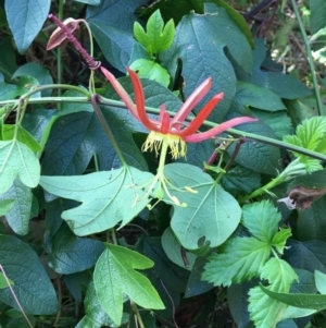 Passiflora cinnabarina at Acton, ACT - 26 Sep 2021