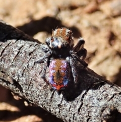 Maratus calcitrans (Kicking peacock spider) at Holt, ACT - 25 Sep 2021 by CathB