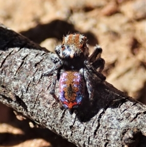 Maratus calcitrans at Holt, ACT - suppressed