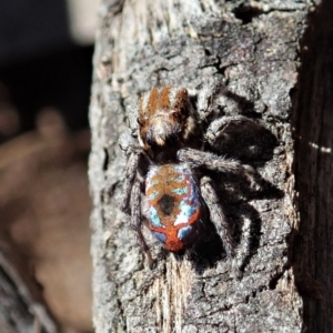 Maratus calcitrans at Holt, ACT - suppressed