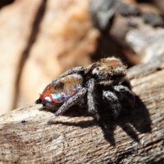 Maratus calcitrans at Holt, ACT - suppressed