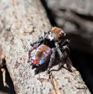 Maratus calcitrans at Holt, ACT - suppressed