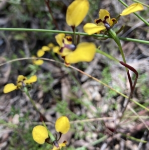 Diuris pardina at Crace, ACT - suppressed