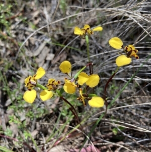 Diuris pardina at Crace, ACT - suppressed