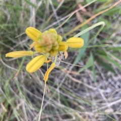 Bulbine sp. at Crace, ACT - 26 Sep 2021 by Jenny54