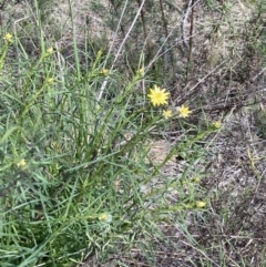 Xerochrysum viscosum (Sticky Everlasting) at Crace, ACT - 26 Sep 2021 by Jenny54