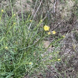 Xerochrysum viscosum at Crace, ACT - 26 Sep 2021