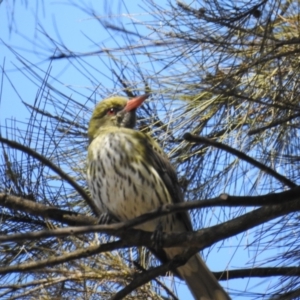 Oriolus sagittatus at Kambah, ACT - 26 Sep 2021