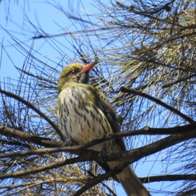 Oriolus sagittatus (Olive-backed Oriole) at Bullen Range - 26 Sep 2021 by HelenCross