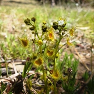 Drosera gunniana at Kambah, ACT - 26 Sep 2021