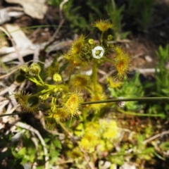 Drosera gunniana at Kambah, ACT - 26 Sep 2021