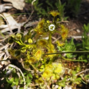 Drosera gunniana at Kambah, ACT - 26 Sep 2021