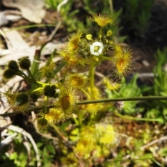 Drosera gunniana at Kambah, ACT - 26 Sep 2021 11:01 AM