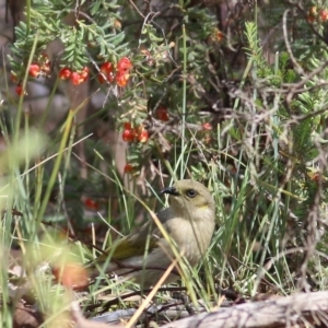 Ptilotula fusca at Chiltern, VIC - 25 Sep 2021