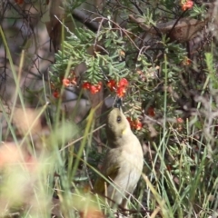 Ptilotula fusca at Chiltern, VIC - 25 Sep 2021