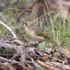 Ptilotula fusca at Chiltern, VIC - 25 Sep 2021