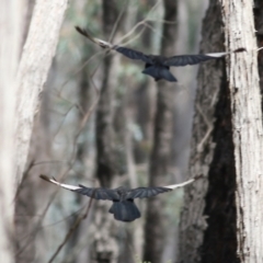 Corcorax melanorhamphos (White-winged Chough) at Chiltern-Mt Pilot National Park - 25 Sep 2021 by KylieWaldon