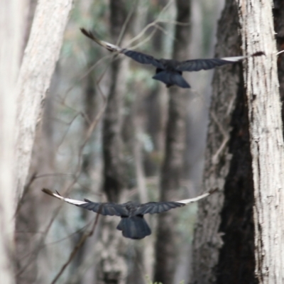 Corcorax melanorhamphos (White-winged Chough) at Chiltern, VIC - 25 Sep 2021 by KylieWaldon