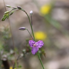 Arthropodium strictum (Chocolate Lily) at Chiltern, VIC - 25 Sep 2021 by KylieWaldon