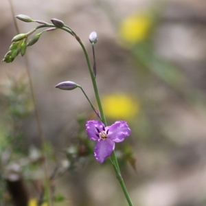 Arthropodium strictum at Chiltern, VIC - 25 Sep 2021