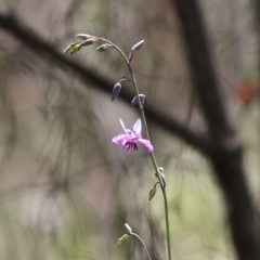 Arthropodium strictum at Chiltern, VIC - 25 Sep 2021