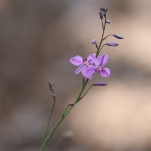 Arthropodium strictum at Chiltern, VIC - 25 Sep 2021 11:54 AM