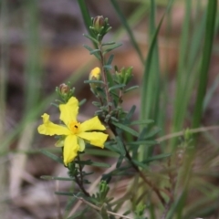 Hibbertia riparia (Erect Guinea-flower) at Chiltern, VIC - 25 Sep 2021 by Kyliegw