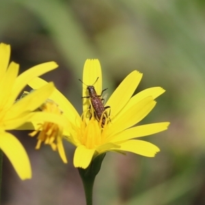 Eleale aspera at Chiltern, VIC - 25 Sep 2021 12:03 PM