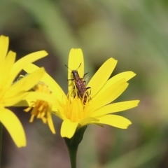 Eleale aspera (Clerid beetle) at Chiltern, VIC - 25 Sep 2021 by KylieWaldon