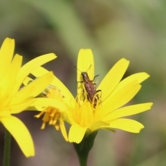 Eleale aspera at Chiltern, VIC - 25 Sep 2021