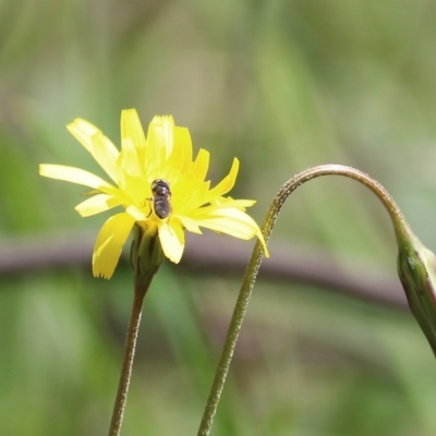 Unidentified Bee (Hymenoptera, Apiformes) at Chiltern-Mt Pilot National Park - 25 Sep 2021 by KylieWaldon